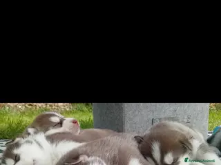 Husky cani Cuccioli husky disponibili - Annuncio 1