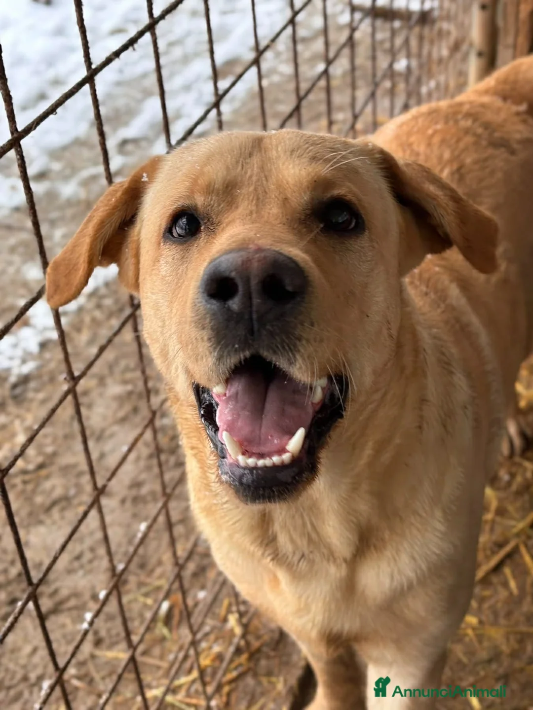 Labrador cani in regalo: RIO, stupendo mix LABRADOR dolcissimo! - Annuncio 1