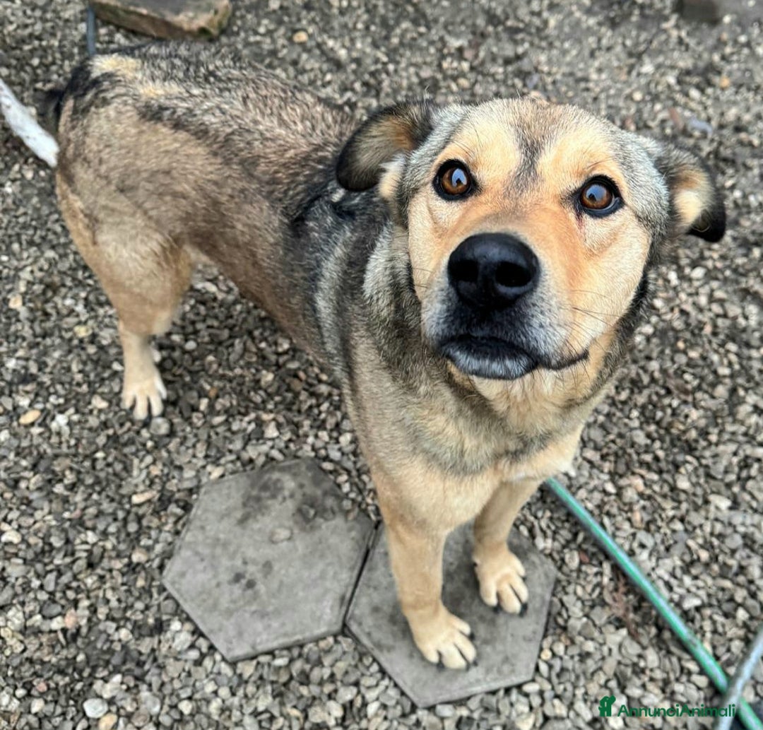 Meticcio cani in regalo: Fargo 3 anni Taglia media grande  - Annuncio 5