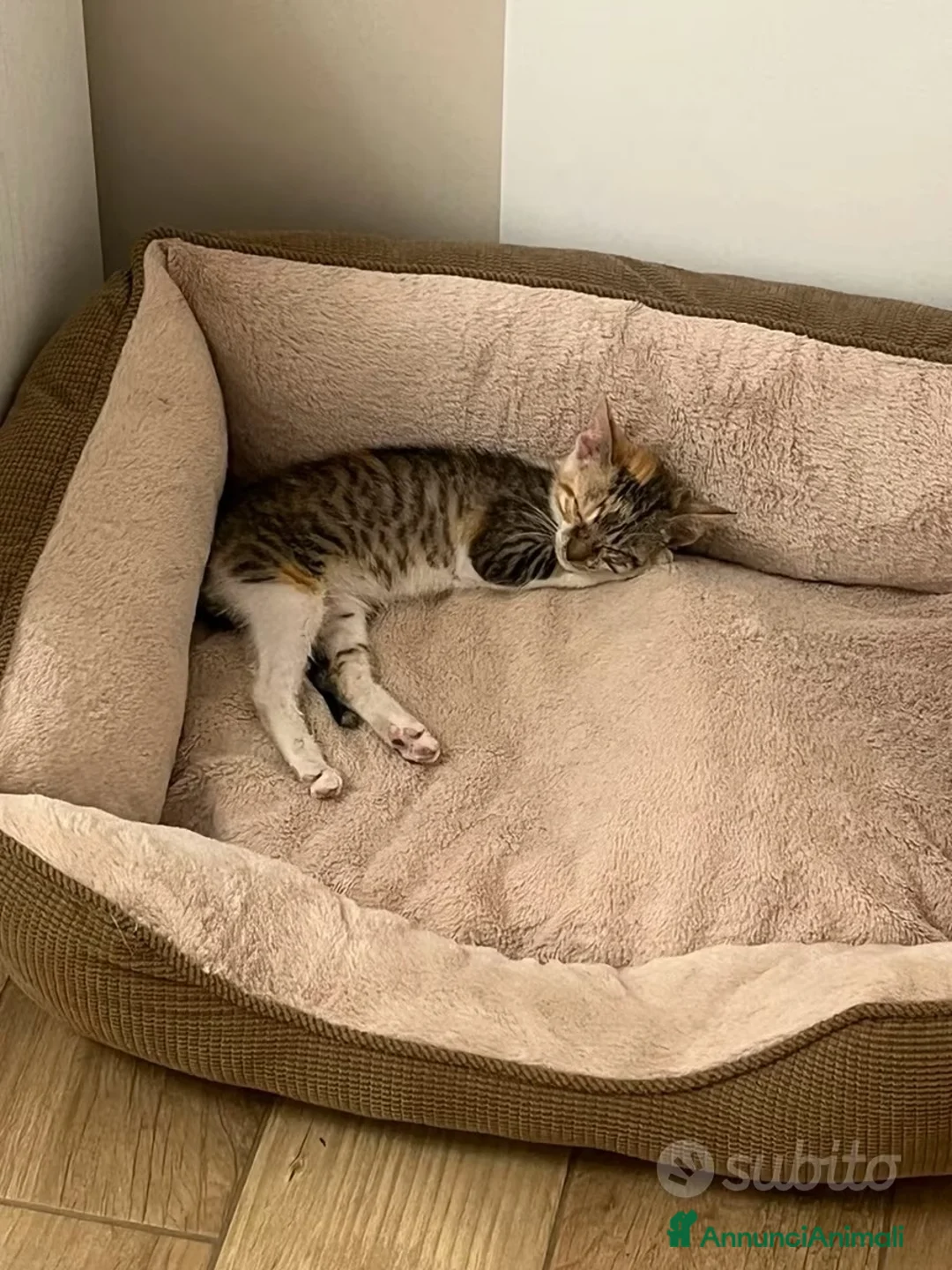 Meticcio cani in regalo: Marina la trovatella a Provincia di Foggia - Annuncio 6