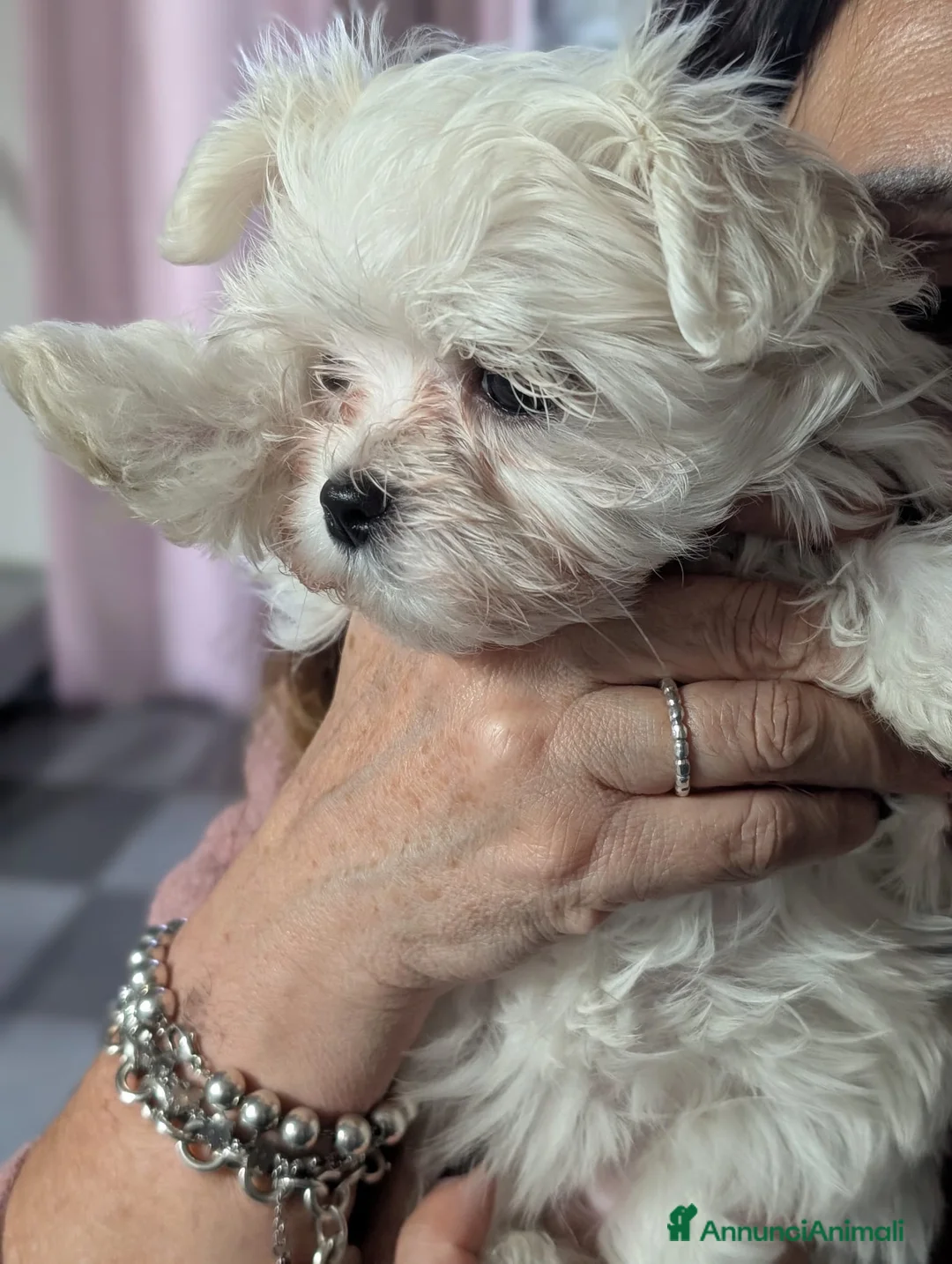 Maltese cani in vendita: Cucciolo femmina di maltese  - Annuncio 5