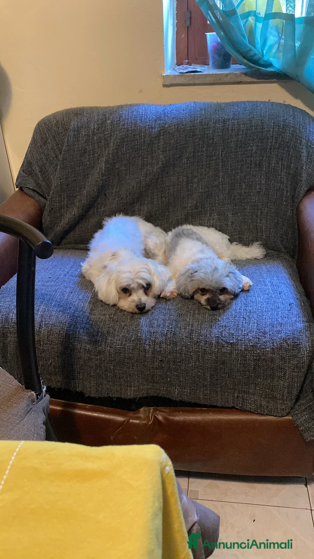 Maltipoo cani in vendita: Cuccioli maltipoo - Annuncio 12