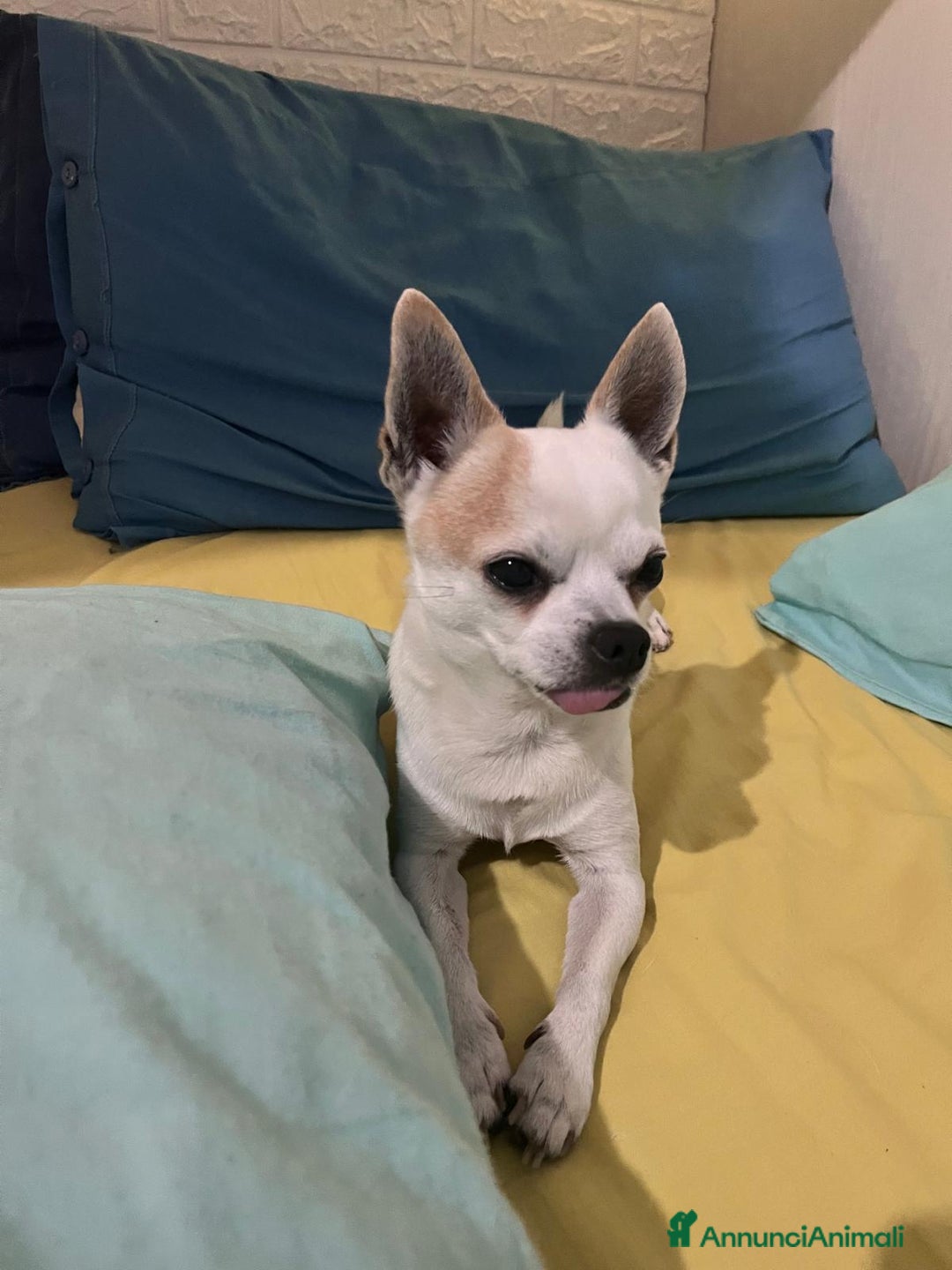 Chihuahua cani per accoppiamento: Hercole chihuahua di pelo corto  - Annuncio 2