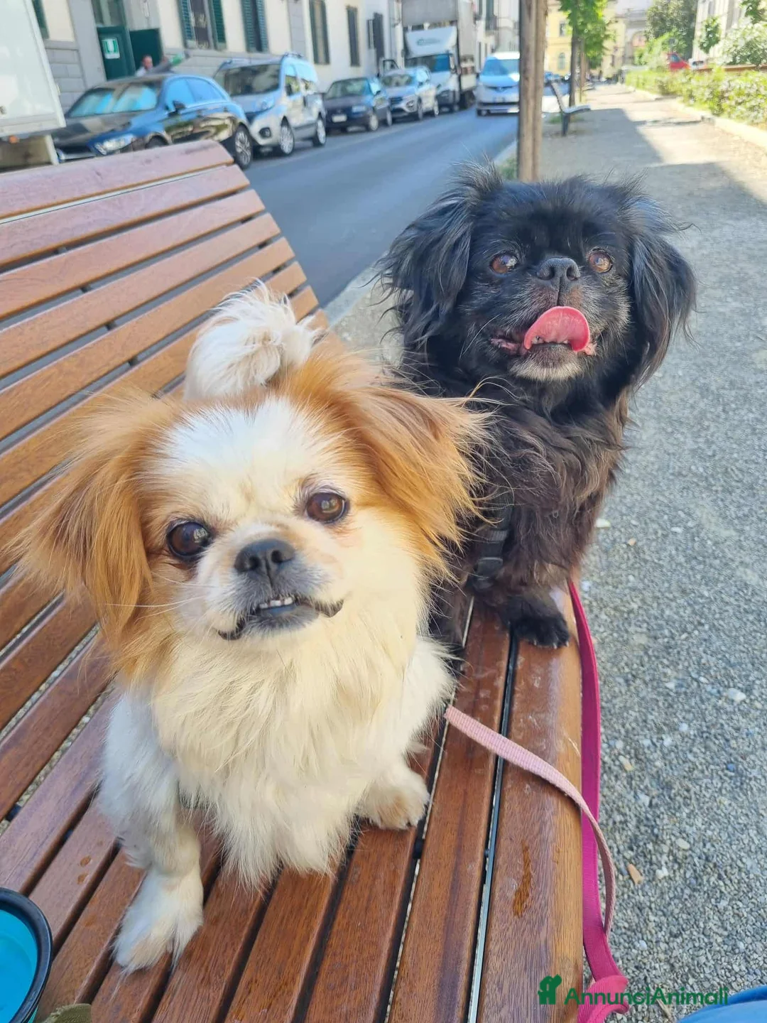 Pechinese cani in regalo: BRAD e ANGELINA, piccoli PECHINESI cercano casa! - Annuncio 14