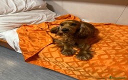 Cocker cani per accoppiamento: Lupin  a Città metropolitana di Palermo - Immagine 2
