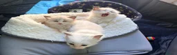 Ragdoll gatti in vendita: Dolcissimi cuccioli Ragdoll a Provincia di Perugia - Annuncio 13