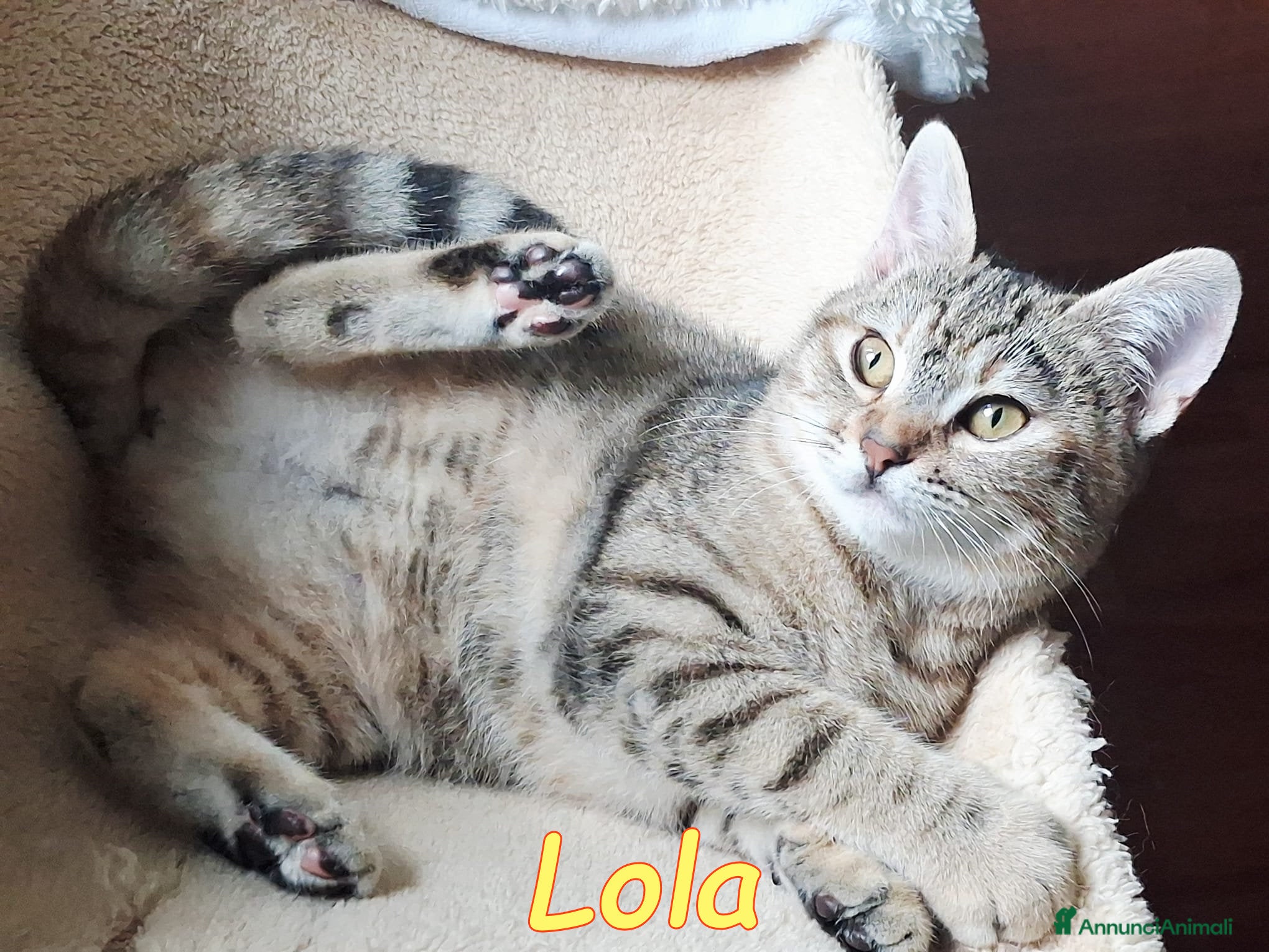 Europeo gatti LOLA DOLCISSIMA GATTINA - Annuncio 2