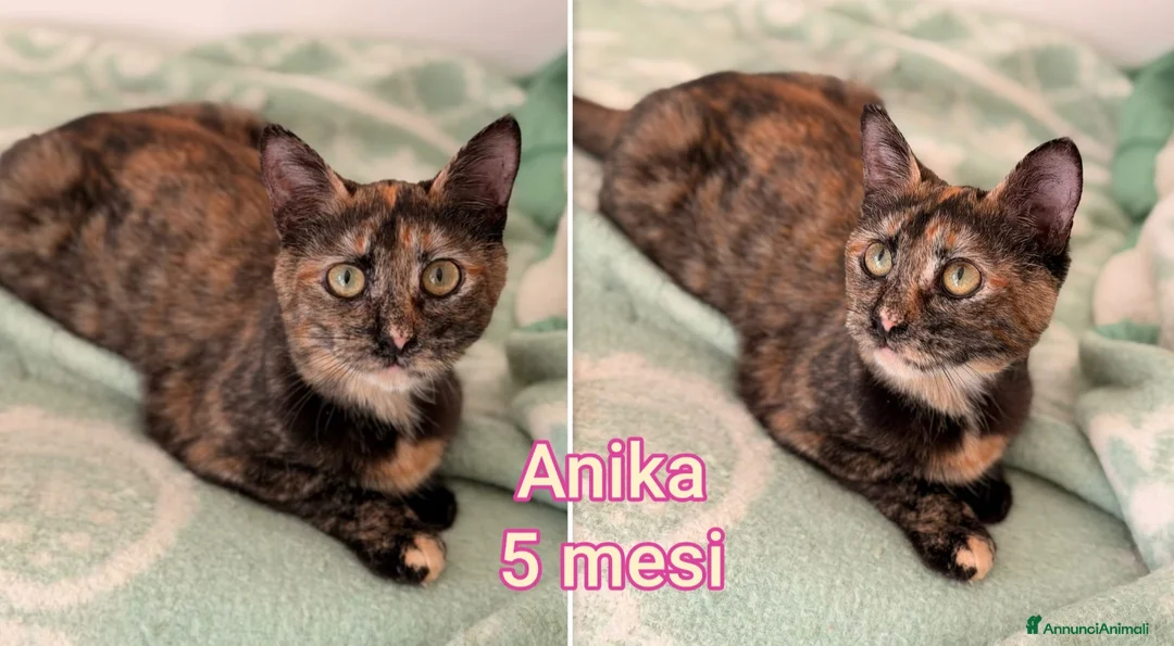 Altre razze gatti in regalo: URGENTI ADOZIONI X QUESTI GATTINI  a Città Metropolitana di Bologna - Annuncio 8