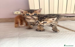 Bengala gatti in vendita: Cuccioli Bengala  a Città Metropolitana di Torino - Immagine 5