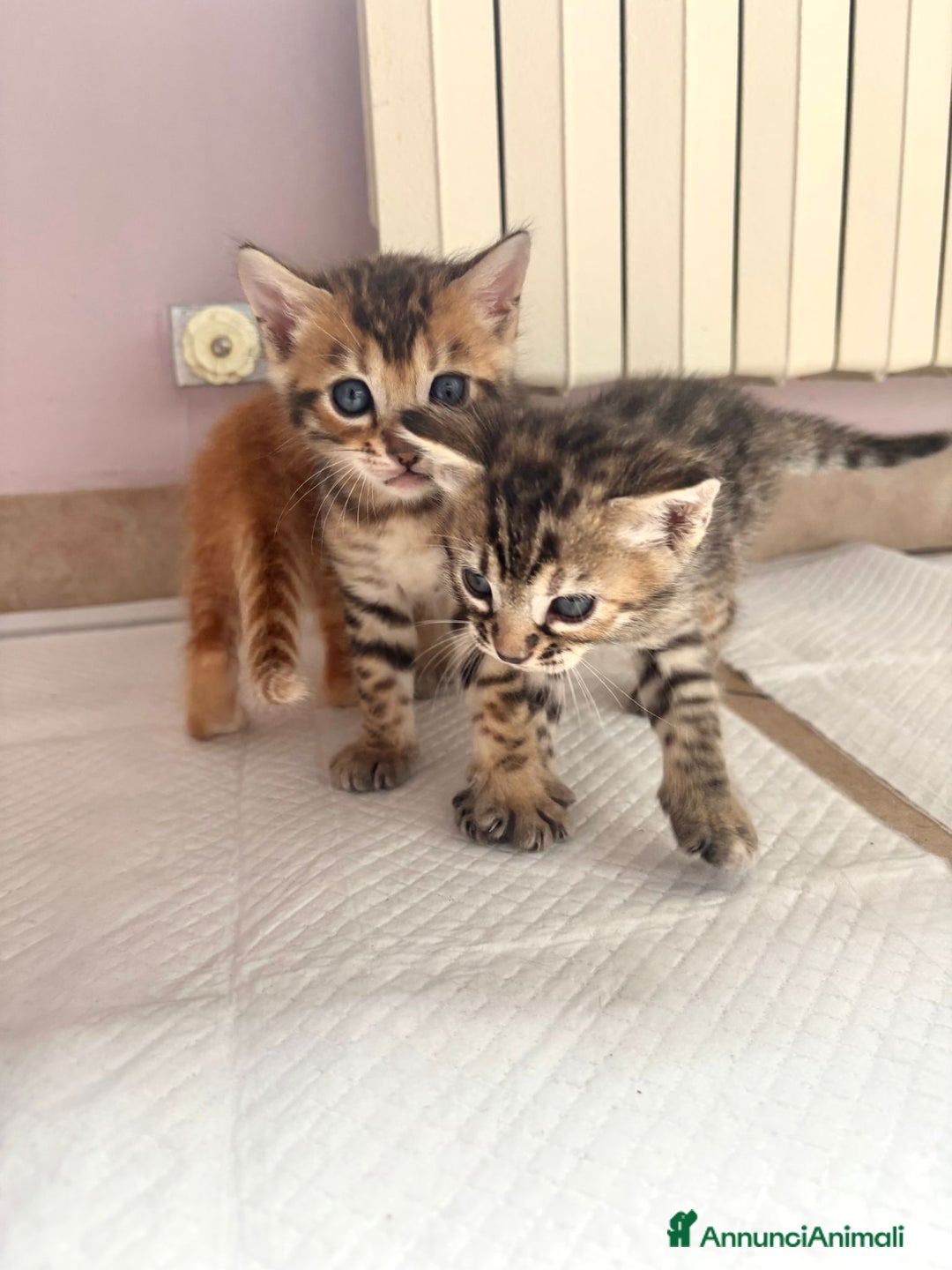 Bengala gatti in vendita: Cuccioli Bengala  a Città Metropolitana di Torino - Immagine 5