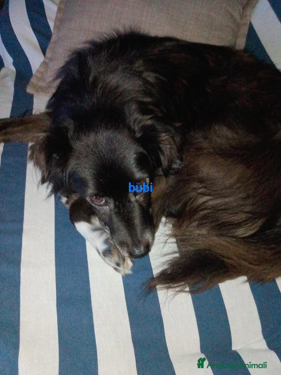 Meticcio cani in regalo: Cane Bubi - Annuncio 4