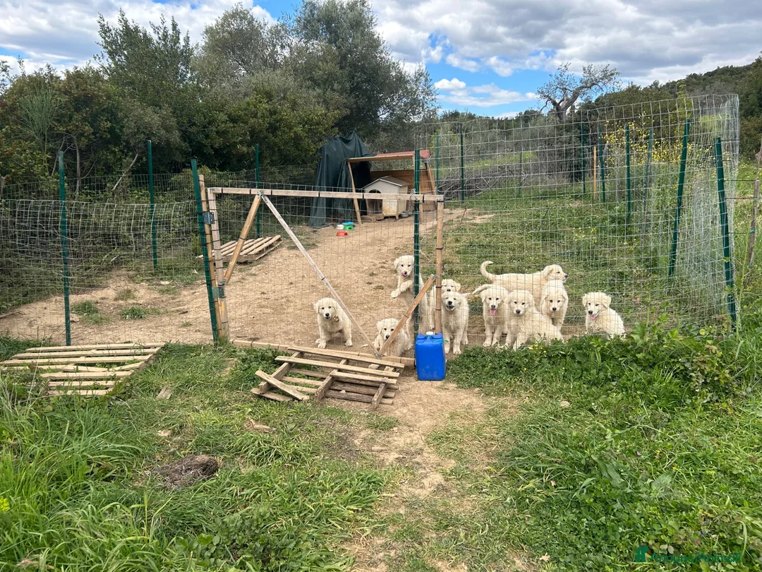 Pastore Maremmano cani in vendita: Disponibili Cuccioli di Pastore Maremmano  - Annuncio 1
