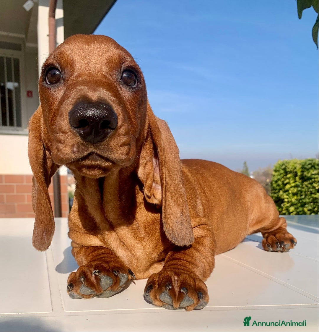 Bassotto cani in vendita: CUCCIOLO BASSOTTO STANDARD PELO CORTO - Annuncio 3