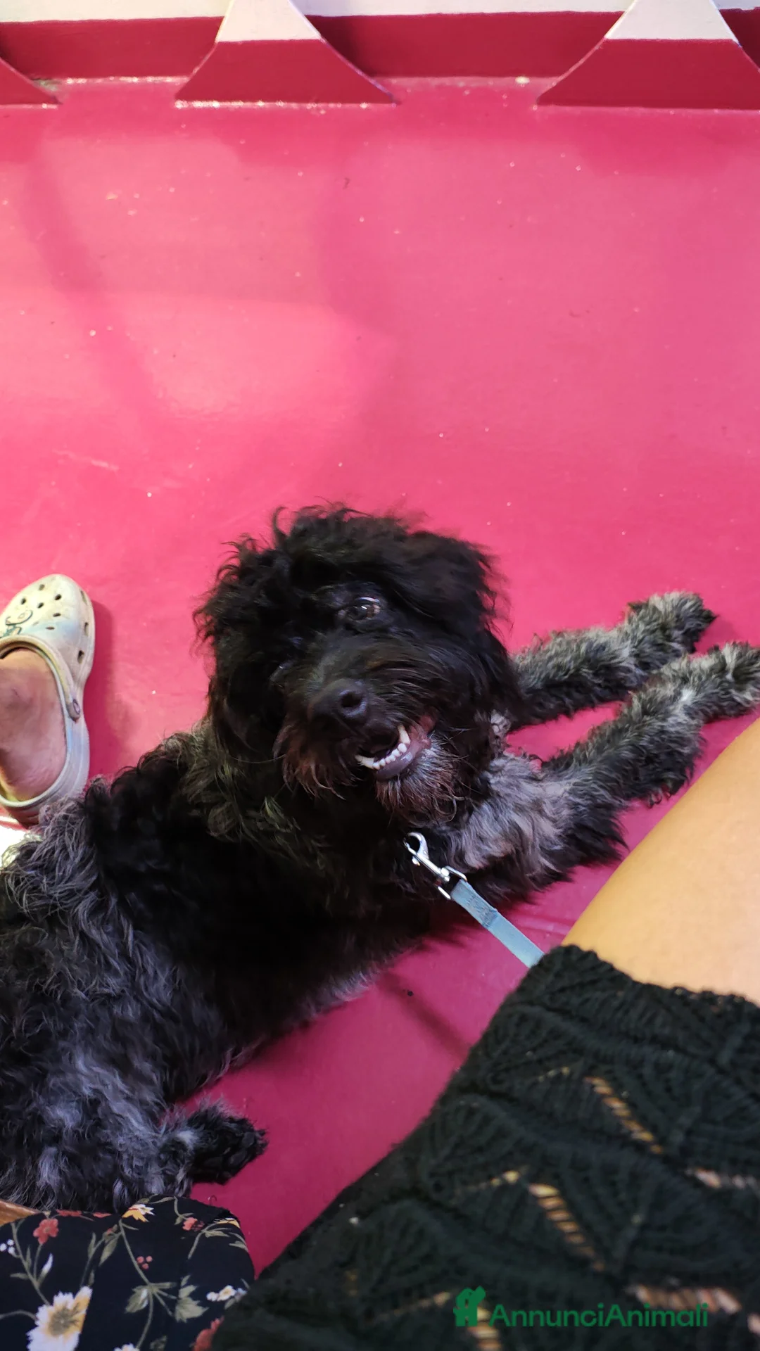 Lagotto cani per accoppiamento: Miro cerca il primo amore 🤍 - Annuncio 4