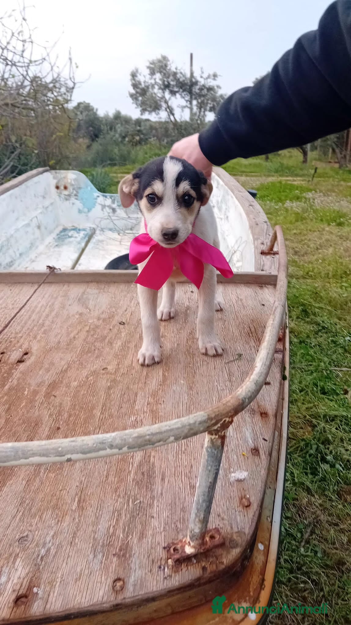 Altre razze cani ELIDE, EDEN, ELIOT ED ERIK - Annuncio 2