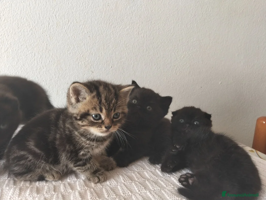 Scottish gatti in vendita: Gatti schottish  - Annuncio 6