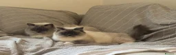 Ragdoll gatti in vendita: Ragdoll _ n.1 cucciolo M & n.1 cucciola F 16/04/26 - Annuncio 3