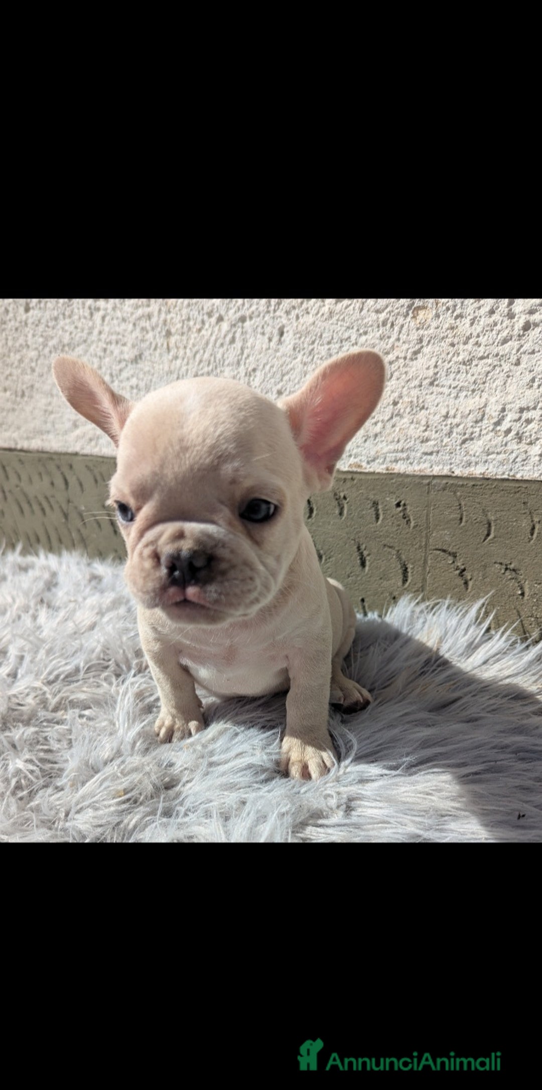 Bulldog Francese cani in vendita: Bulldog francese cuccioli - Annuncio 3