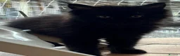 Maine Coon gatti in vendita: Bellissimi MAINE COON pagabili in 3 rate - Annuncio 9
