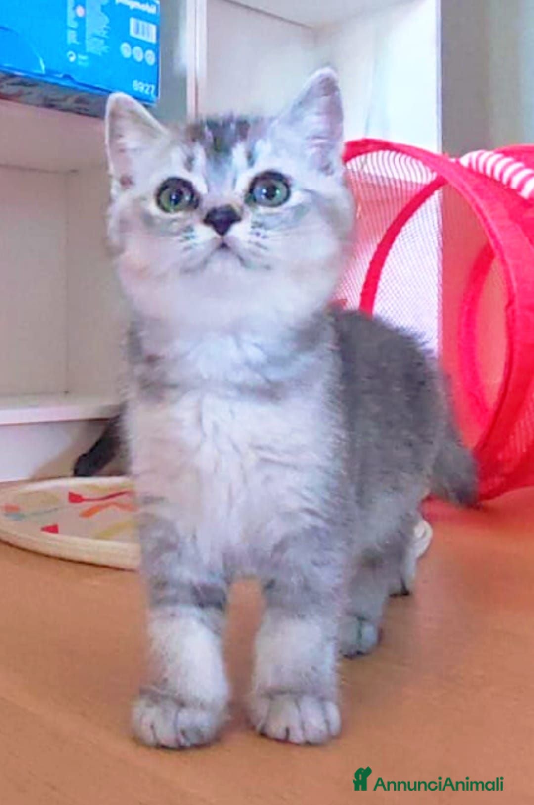 Scottish gatti Cuccioli scottish di pura razza - Annuncio 13
