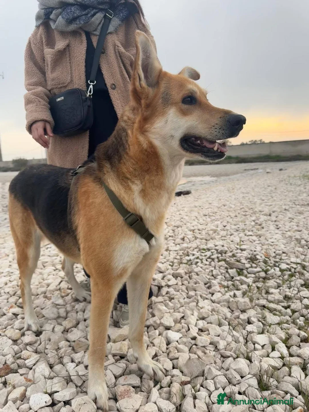 Meticcio cani in regalo: Betty - Annuncio 4