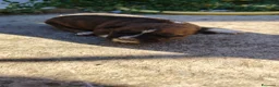American Staffordshire cani in vendita: American Staffordshire terrier a Provincia di Benevento - Annuncio 4