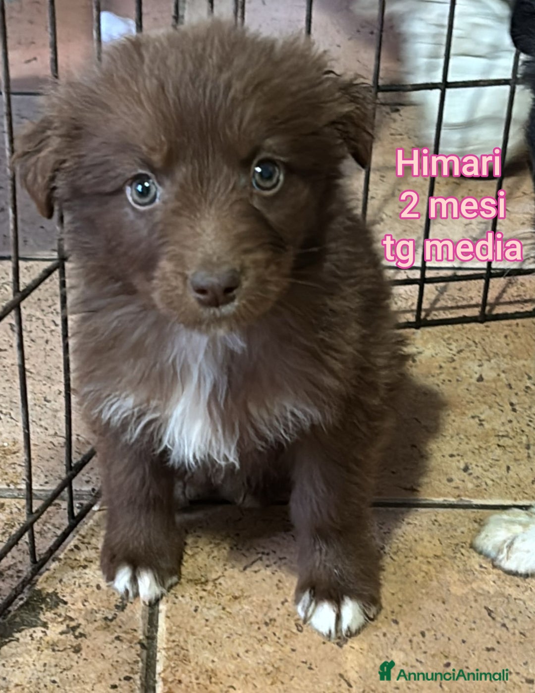 Meticcio cani in regalo: CUCCIOLI BISOGNOSI IN CERCA D'AMORE  - Annuncio 7