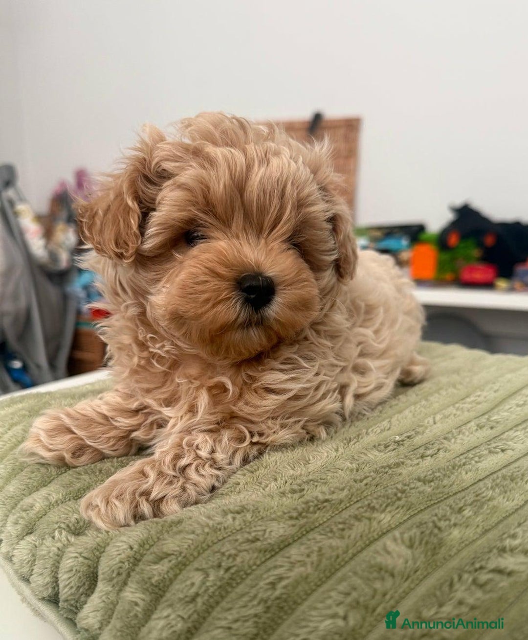 Meticcio cani in vendita: Bellissimi Maltipoo Mini F1 - Annuncio 13
