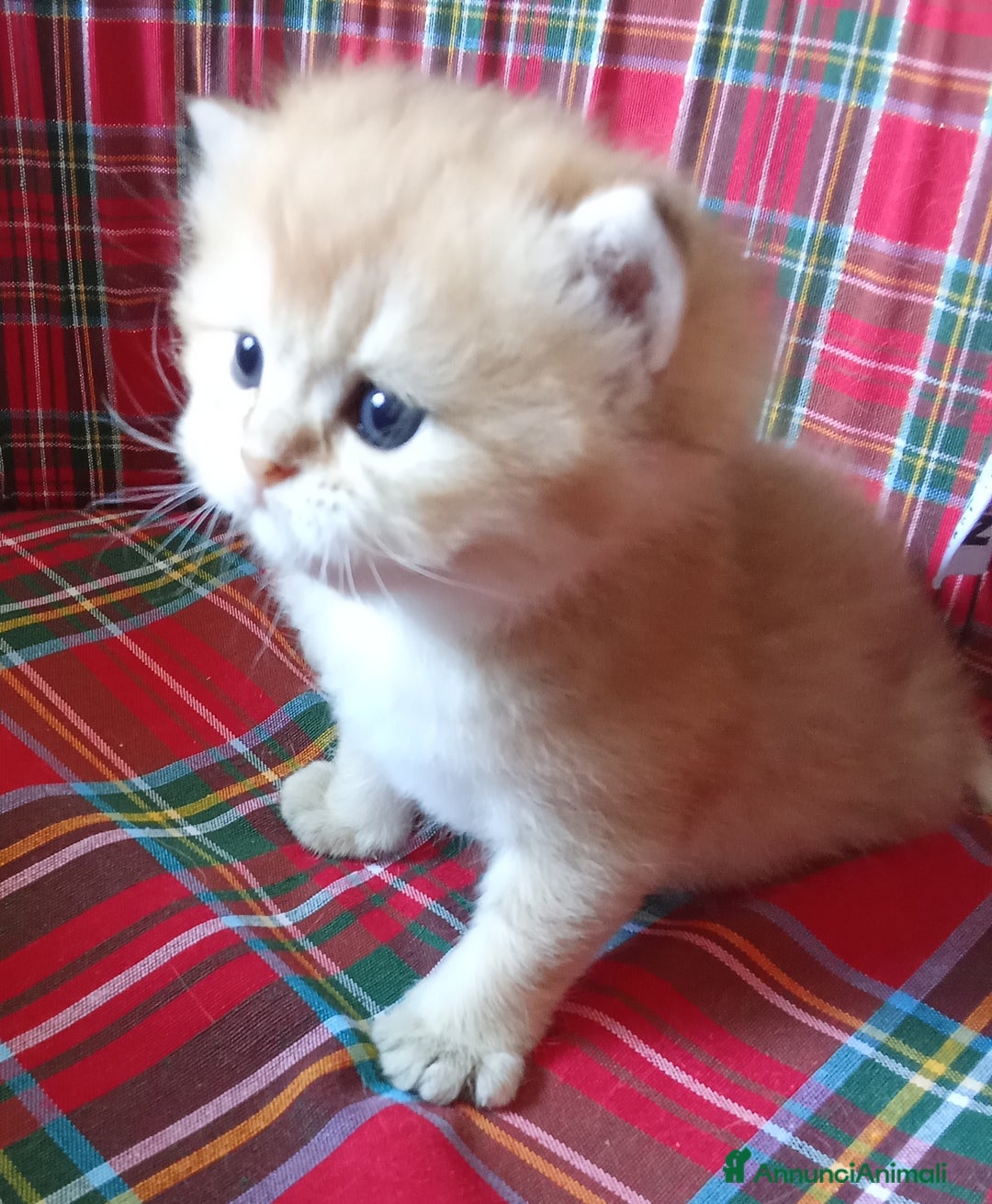 British gatti in vendita: Cucciole British Golden Cincillà  a Città metropolitana di Milano - Immagine 3