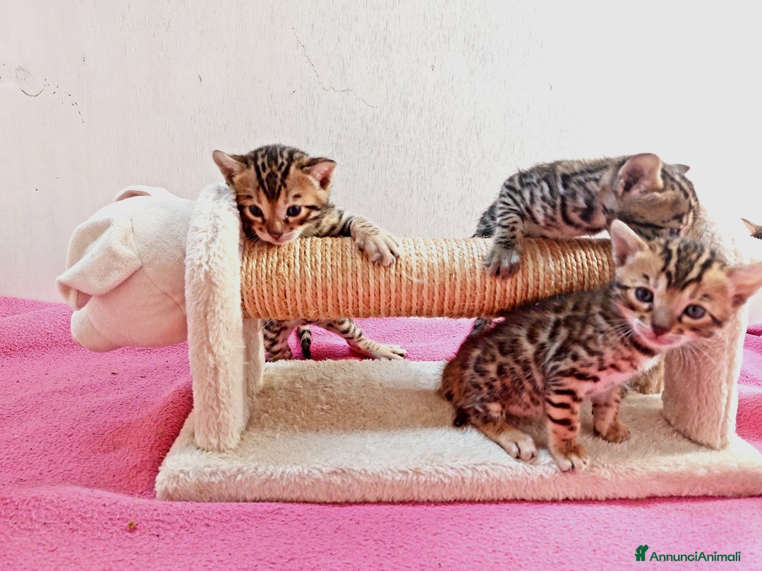 Bengala gatti in vendita: CUCCIOLI BENGALA a Provincia di Treviso - Immagine 5