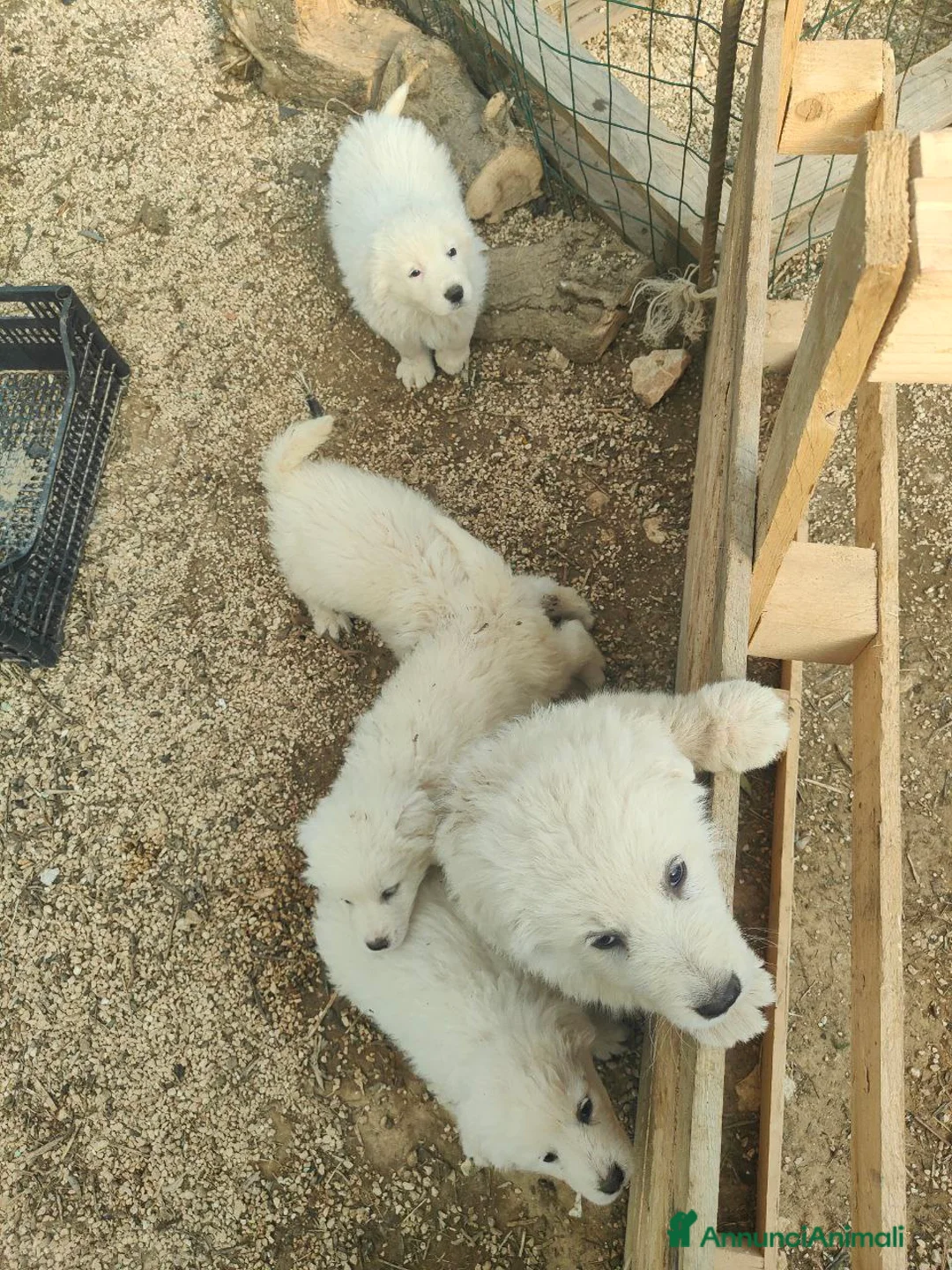 Pastore Maremmano cani in vendita: Cuccioli Pastore Maremmano Vaccinati e Sverminati - Annuncio 8