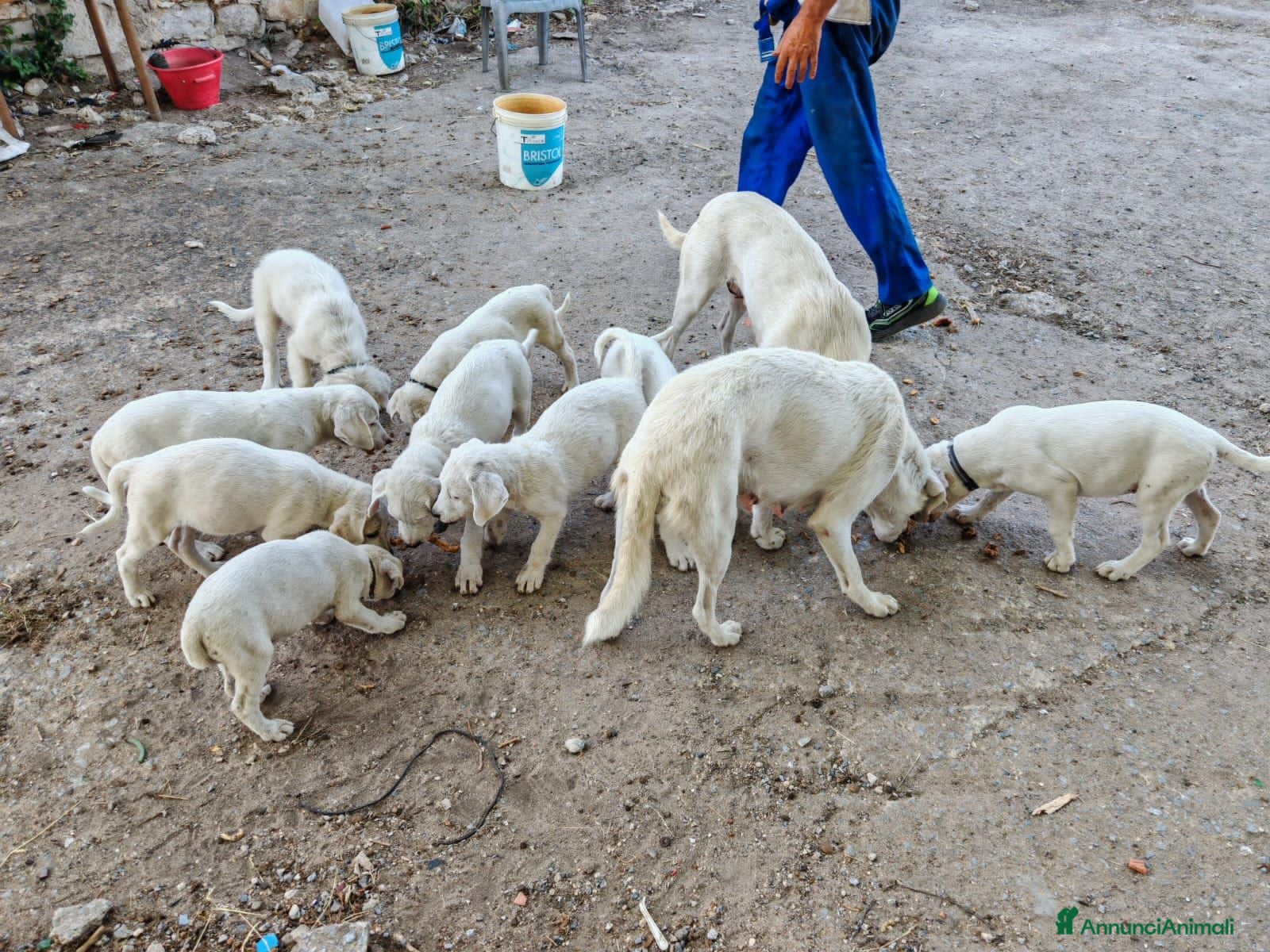 Meticcio cani NAPOLEONE, CICCIO, JACK, ATHENA e FIFY - Annuncio 19