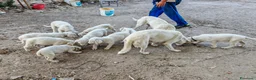Meticcio cani in regalo: NAPOLEONE, CICCIO, JACK, ATHENA e FIFY - Annuncio 1
