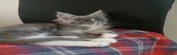 Maine Coon gatti in vendita: Cucciole di Maine Coon  - Annuncio 10