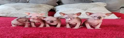 Sphynx gatti in vendita: Cuccioli Canadian Sphynx  - Annuncio 1