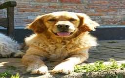 Golden Retriever cani in vendita: In arrivo stupendi cuccioli di Golden Retriever  a Provincia di Alessandria - Immagine 5