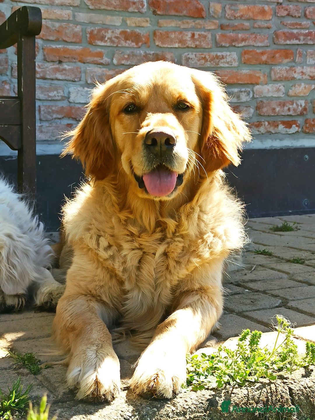 Golden Retriever cani in vendita: In arrivo stupendi cuccioli di Golden Retriever  a Provincia di Alessandria - Immagine 5