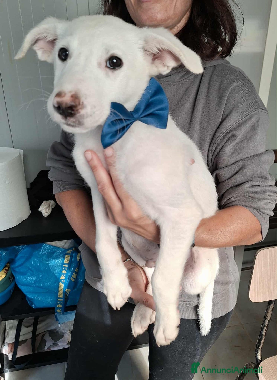 Meticcio cani in regalo: Erik stupendo cucciolino in adozione  - Annuncio 3