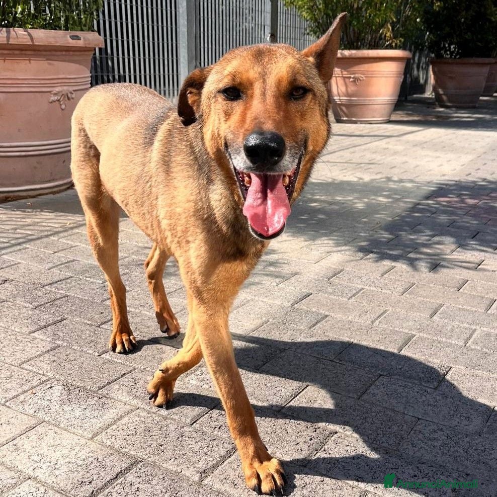 Meticcio cani ULISSE LUPETTO - Annuncio 9