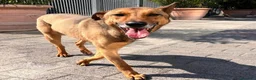 Meticcio cani in regalo: ULISSE LUPETTO - Annuncio 1