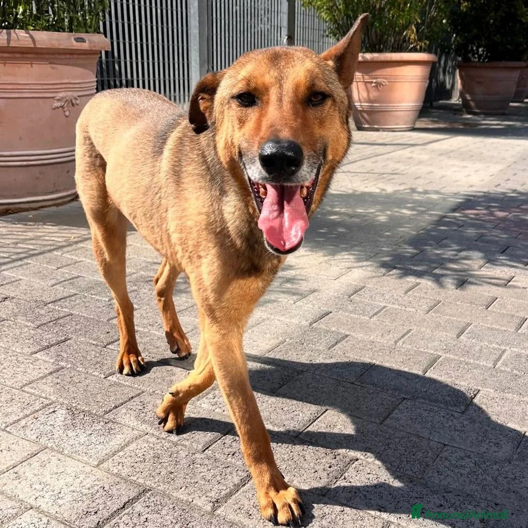 Meticcio cani in regalo: ULISSE LUPETTO - Annuncio 1