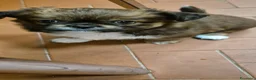 Pechinese cani in vendita:  4 Cuccioli di pechinese cercano una nuova casa. - Annuncio 4