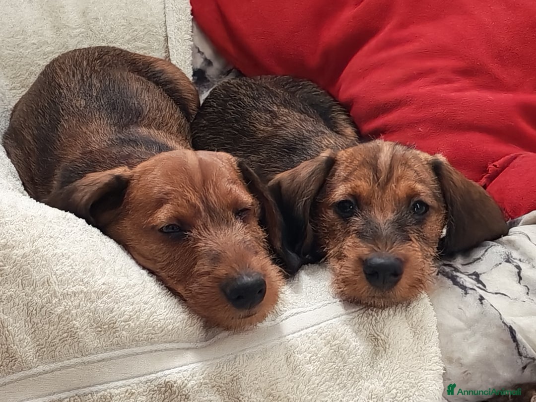 Bassotto cani in vendita: Bassotto pelo duro  - Annuncio 22