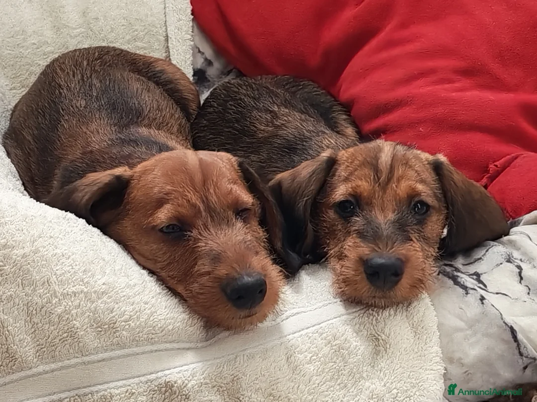 Bassotto cani in vendita: Bassotto pelo duro  - Annuncio 22