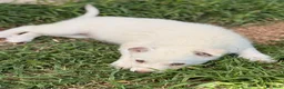 Meticcio cani in regalo: La piccola Falena  - Annuncio 9