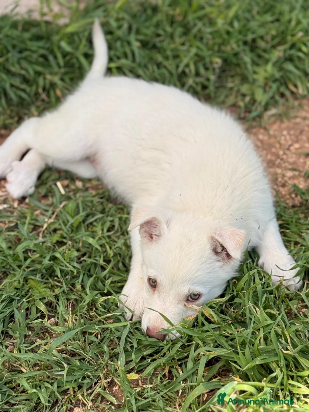 Meticcio cani in regalo: La piccola Falena  - Annuncio 9