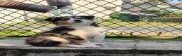 Border Collie cani in vendita: Intelligentissima cucciolotta - Annuncio 6