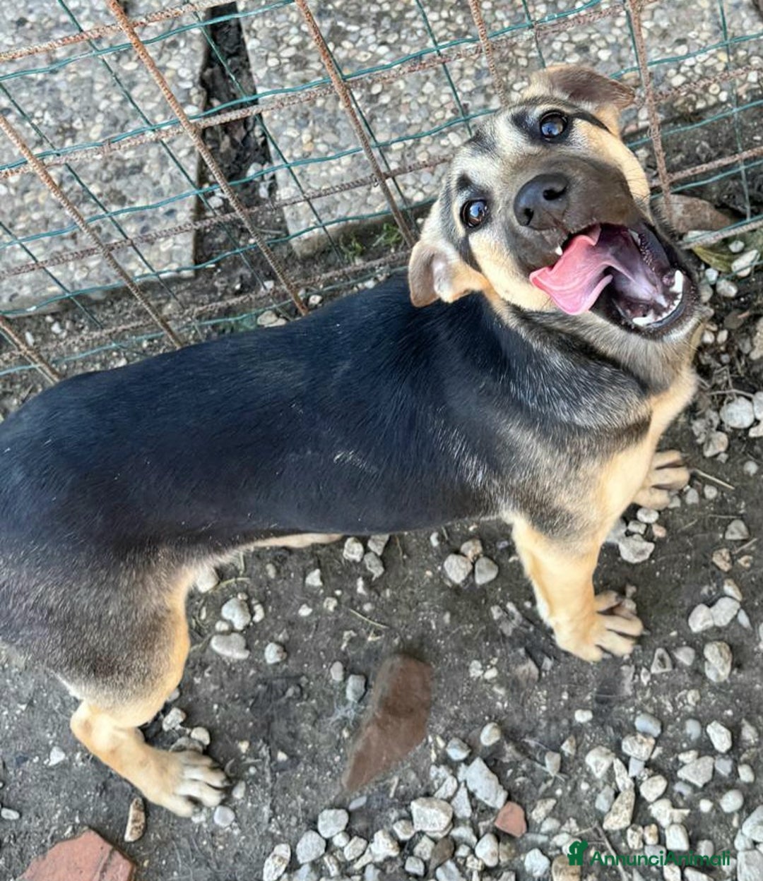 Meticcio cani in regalo: Gioia 6 mesi taglia piccola  - Annuncio 2