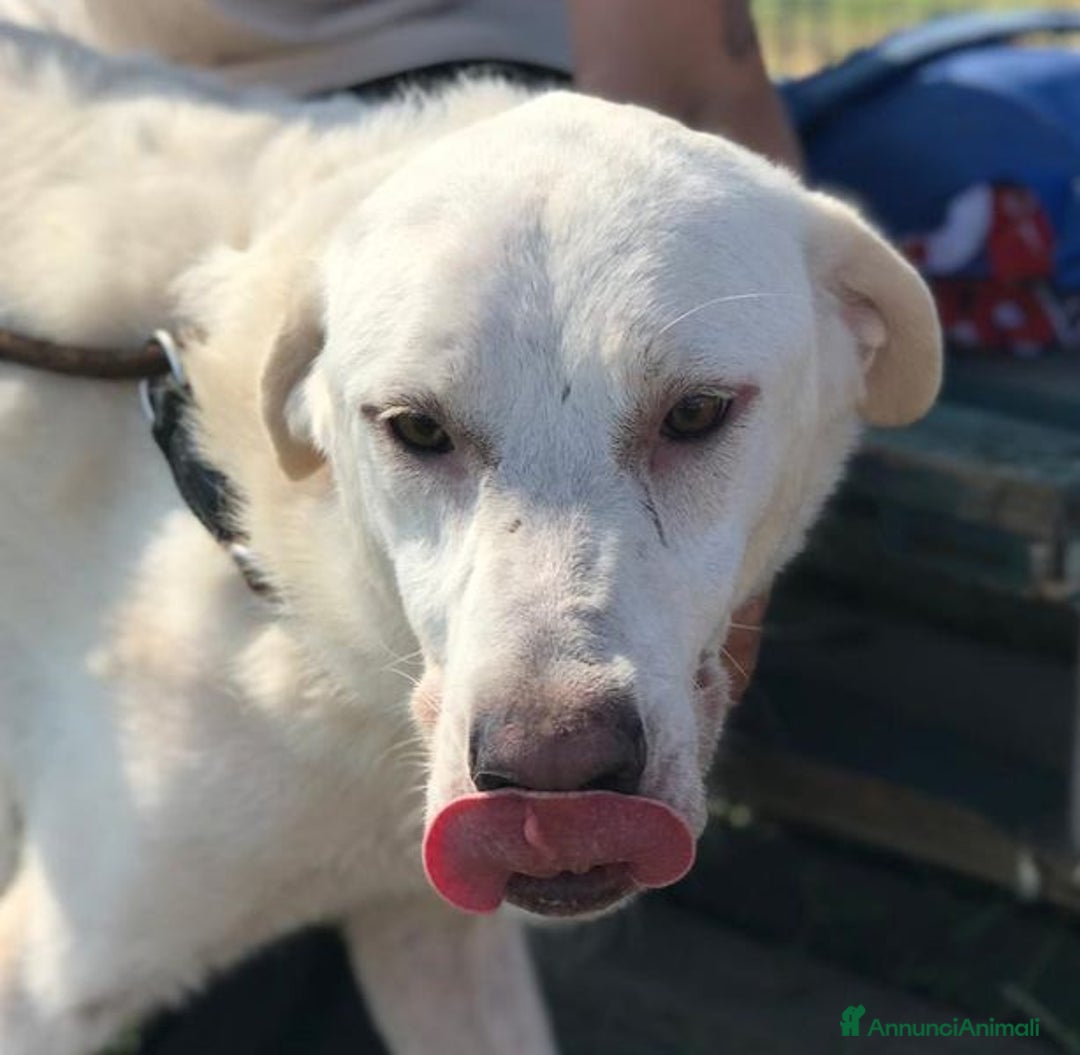 Labrador cani in regalo: BOSTON, OCCHI DOLCISSIMI a Provincia di Latina - Immagine 6