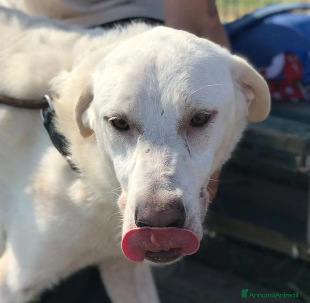 Labrador cani in regalo: Boston, simil labrador dagli occhi dolcissimi a Provincia di Latina - Annuncio 6